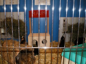 Wort-Spiel-Ort, Wort Nr.: 0003 / Raum, Datum: 15.05.2007, Uhrzeit: 12:20, Ort: Zoohaus Ottensen, Ottenser Hauptstraße 10, 22765 Hamburg